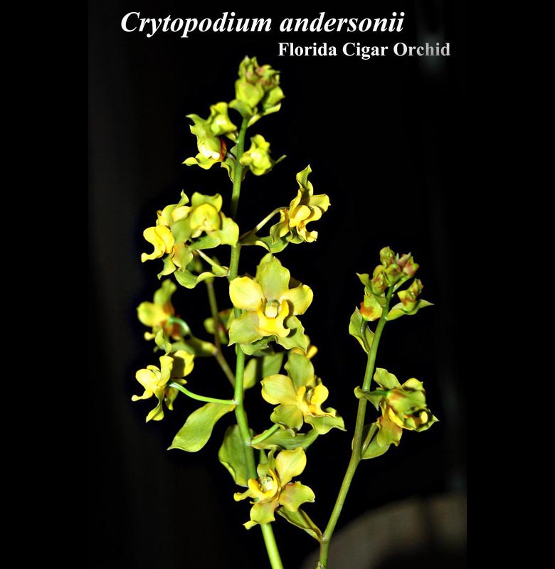 Crytopodium andersoni 4" pot in bloom